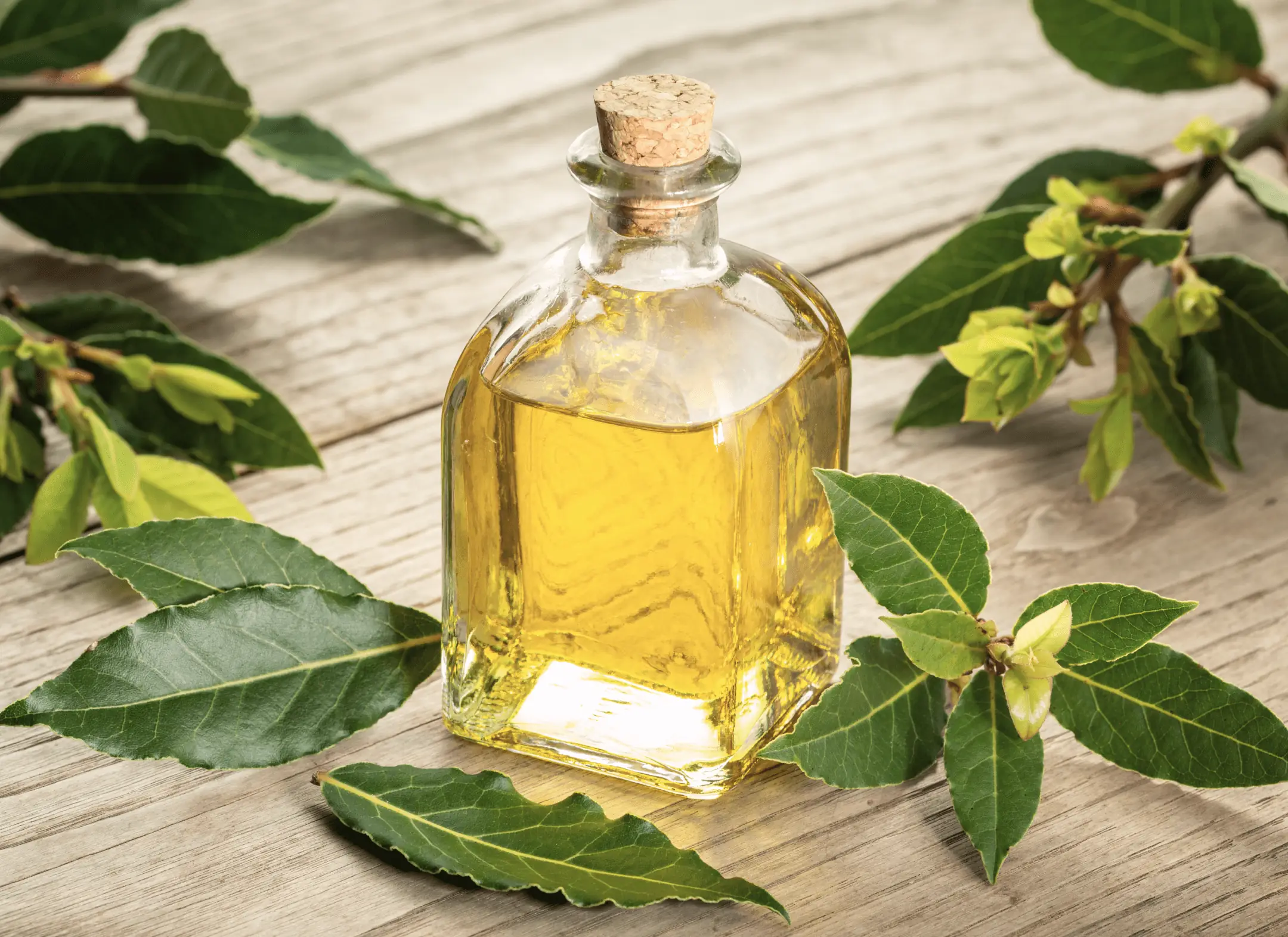 Clove Bud Oil